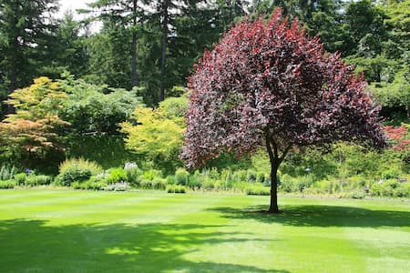 Dangers Of Tree Roots In Your Sewer Line